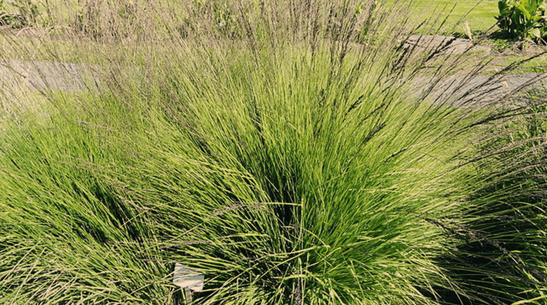 Purple Moor Grass Comminution of Molinia Caerulea fritsch